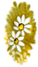 230